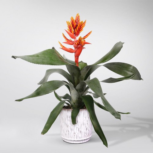 Bromelia Guzmania Plant & Chocs